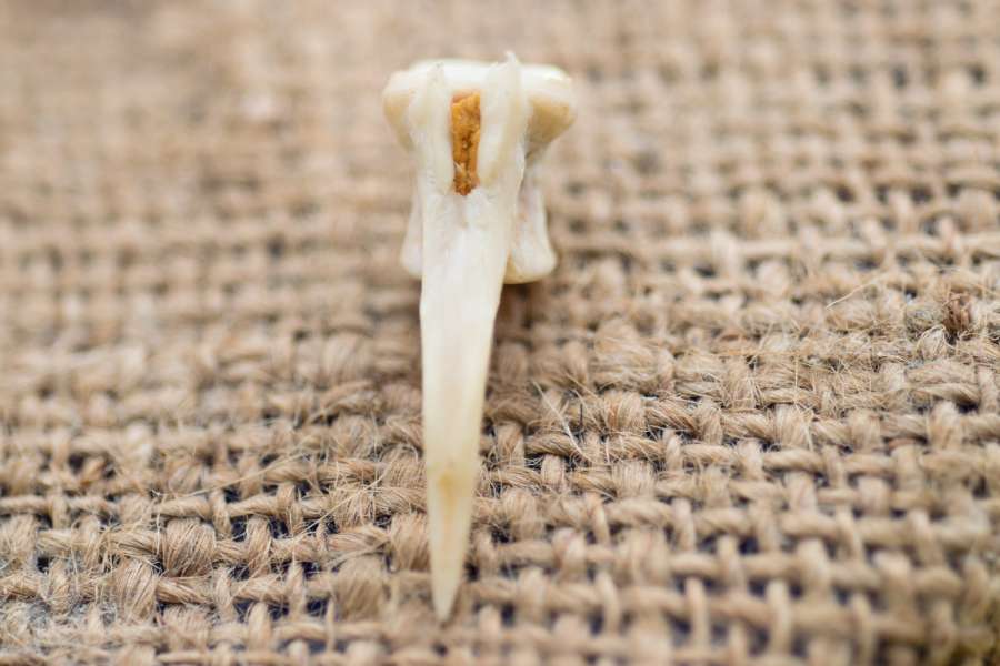 fish, tusk, animal, detail, close up, macro, fang, bone, 