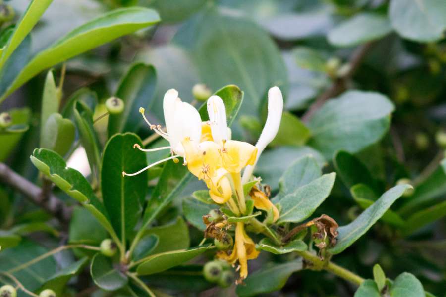 background, bloom, blooming, blossom, blossoms, botanical, botany, bright, bush, closeup, color, decorative, detail, endemic, flora, floral, flower, flowers, fragrant, fresh, garden, gardening, green, herb, honeysuckle, leaf, lonicera, macro, natural, nature, outdoor, petal, pistil, plant, pretty, season, species, stamen, summer, texture, tree, wallpaper, white, yellow, 