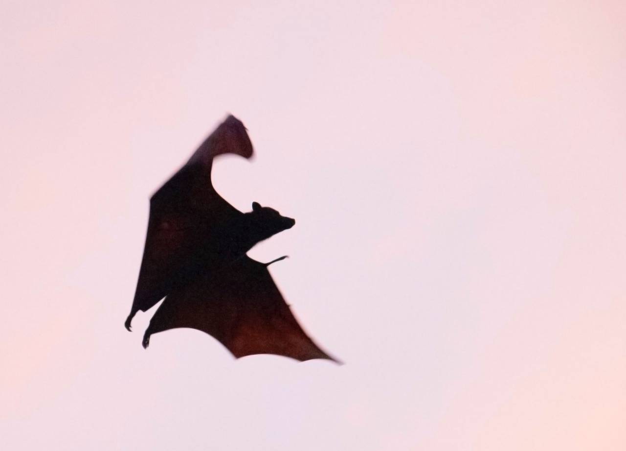 vampiro;murciélago,animal,naturaleza,volador,animales salvajes, 