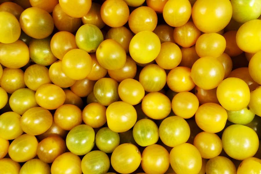 agriculture, background, basil, board, cherry, chopping, dark, eating, food, fresh, freshness, fruit, green, healthy, ingredient, juicy, leaf, natural, nature, organic, raw, red, ripe, table, tasty, tomato, tomatos, top, vegetable, vegetarian, view, wood, wooden, yellow, 
