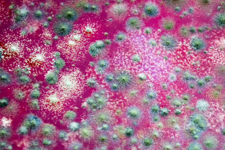 bad, biology, closeup, danger, decay, dirty, food, fruit, fungal, fungi, fungus, growth, health, illness, infected, infection, macro, microbiology, mildew, mold, moldy, natural, nature, old, rot, rotten, spoiled, spore, texture, toxic, unhealthy, red, jeely, 