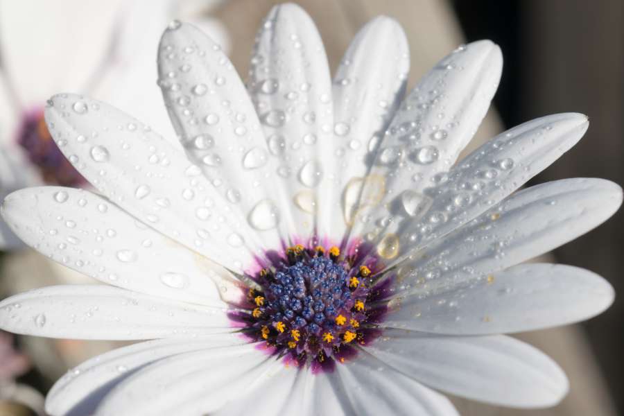 asteraceae, blossom, capitulum, white, cut, daisy, decorative, floral, flower, box, garden, gerber, gerbera, green, landscape, nature, ornamental, petals, plants, purple, single, 