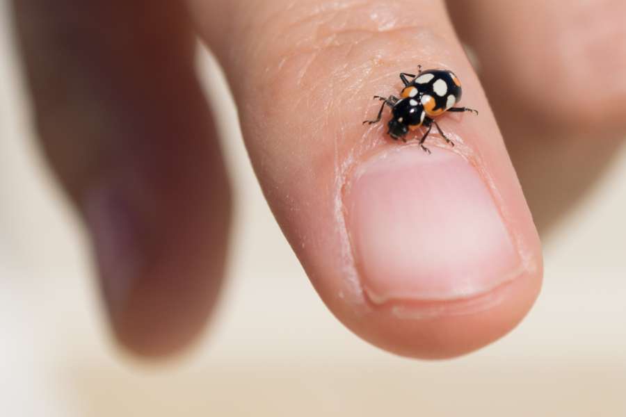 animal, autumn, baby, background, beauty, beetle, black, bright, color, crawl, cute, daylight, divination, entomology, fauna, female, finger, fingers, fun, green, hand, horizontal, human, hygiene, insect, isolated, ladybird, ladybug, little, love, macro, nature, outdoors, people, play, red, season, skin, small, spotted, spring, summer, sunlight, sunny, tiny, trust, white, wings, 