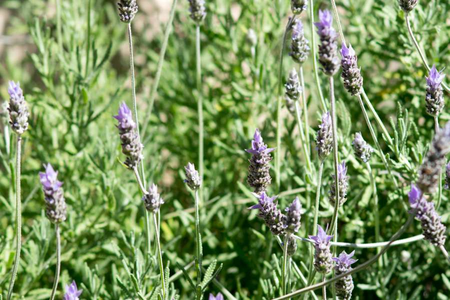 aromaterapia, hermosa, belleza, floreciente, flor, azul, color, vistoso, cosmético, país, campo, cultivo, campo, flor, fragancia, fragante, francia, francés, horizonte, julio, tierra, paisaje, lavanda, lavanda, líneas, natural, naturaleza, nadie, al aire libre, perfume, planta, meseta, provenza, púrpura, fila, filas, rural, escénico, olor, perfumado, verano, soleado, viajes, vista, violeta,