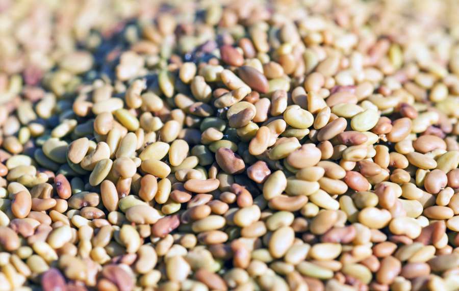 agriculture, background, closeup, dry, food, fruit, green, health, healthy, ingredient, isolated, lentil, macro, nutrition, organic, pattern, protein, seed, texture, uncooked, vegetable, vegetarian, yellow, 