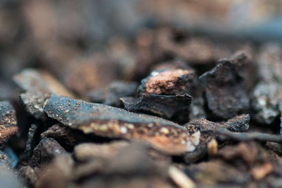 botanical, botany, color, colorful, brown, texture, flora, foliage, detail, macro, medicinal, kidney, urinary, herb, nature, medicine, natural, smell, Lepidium draba, Lepidium, rompepiedra, rompe piedra, stone, stones, 