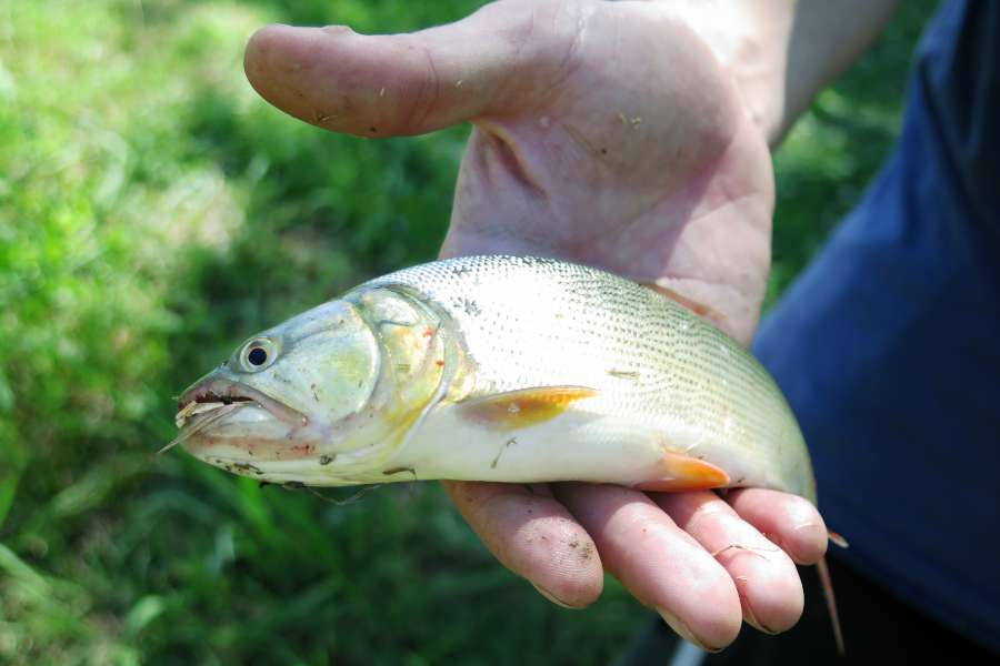 Dorado, pescado, Salminus brasiliensis, Fisher, América Latina, Argentina, Brasil, jóvenes, muertos, comida, mostrando