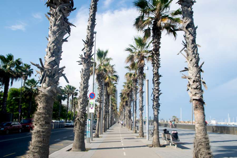 barcelona, spain, coast, barceloneta, europe, street, Bike, path, scene, urban, palm, tree, summer, way, 