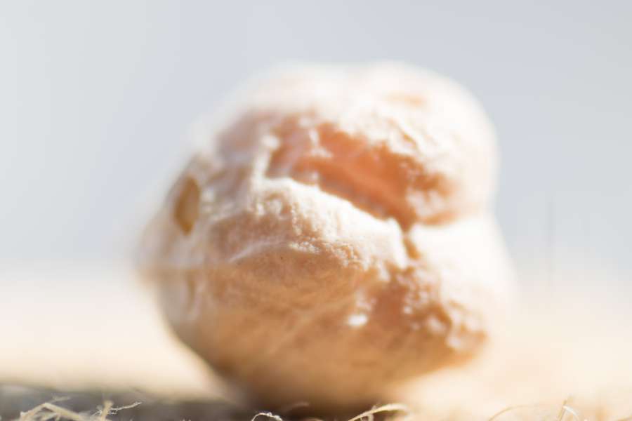 agricultura, fondo, frijol, frijoles, marrón, garbanzo, garbanzo, garbanzos, primer plano, cocina, cocina, delicioso, detalle, dieta, plato, seco, seco, comer, falafel, comida, fresco, garbanzo, uno, grano, salud, saludable, hummus, ingrediente, ingredientes, legumbre, macro, pasto seco, natural, nutrición, nutritivo, orgánico, guisante, guisantes, pila, planta, proteína, crudo, semilla, sin cocer, vegano, vegetal, vegetariano, veggie,