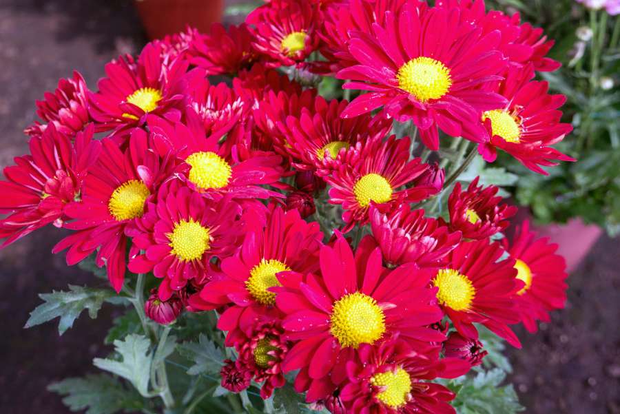 flowers, gerbera, red, isolated, summer, fresh, flower, beautiful, gerber, background, white, bright, bouquet, garden, nature, yellow, beauty, plant, floral, color, single, blossom, vibrant, petal, bloom, 
