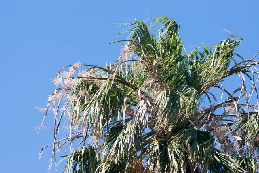 blue, branch, bunch, canopy, date, palm, flora, foliage, frond, fruit, garden, hanging, large, leaf, leaves, nature, outdoor, park, phoenix, dactylifera, plant, sky, tall, tree, tropical, trunk, 