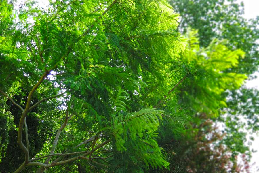 autumn, background, bark, beautiful, beauty, branch, closeup, day, foliage, forest, grass, green, lake, landscape, leaf, natural, nature, outdoor, park, peaceful, plant, rural, scene, season, summer, sunny, texture, tree, water, weeping, willow, wood, 