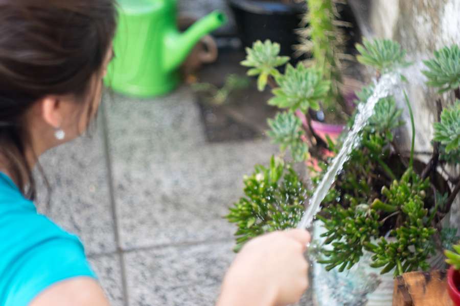 woman, watering, plant, water, outdoors, one person, adult, summer, day, succulent, 