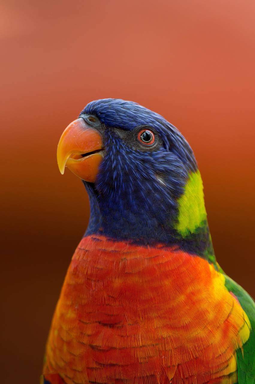 Portrait, Colorful, Blue-headed Macaw, Bird, Exotic, Tropical, Wildlife, Nature, Feathers, Beautiful, Vibrant, Avian, Tropical Bird, Parrot, Colorful Plumage, Colorful Feathers, Exquisite, Majestic, Exotic Bird, Striking, Stunning, Captivating, Birdwatching, Wildlife Photography, Ornithology, Colorful Wildlife, Tropical Fauna, Tropical Beauty, Colorful Avian, 