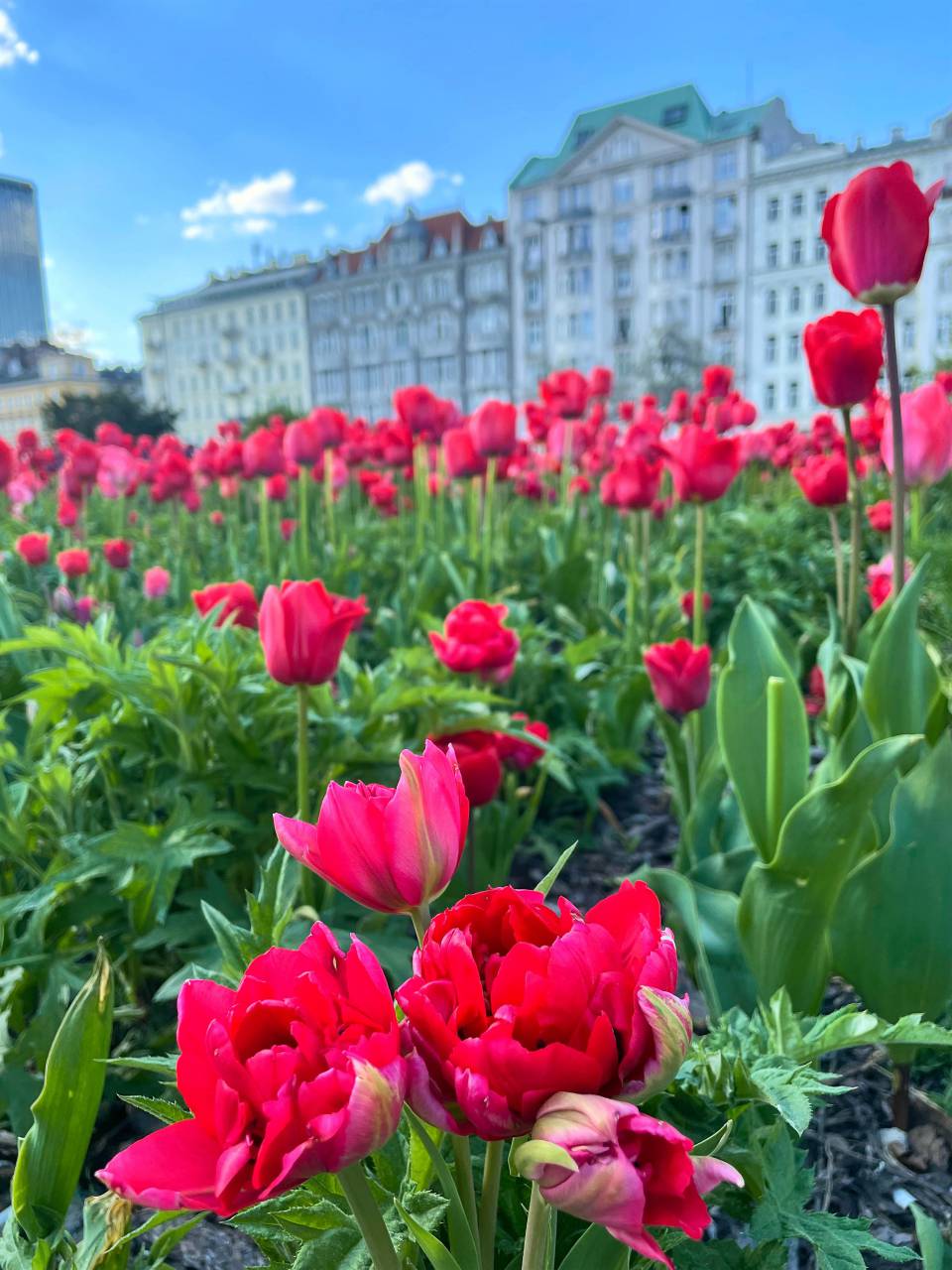 Blooming poppies, Amsterdam, Dutch flowers, Springtime in the city, Urban nature, Floral cityscape, Red blossoms, Iconic Amsterdam, City blooms, Street view, Flowering streets, Colorful city, Tourist attraction, Poppies in the city, Amsterdam's beauty, Red petals, City charm, Urban floral scene, Dutch spring, Floral city life, City of flowers, Outdoor beauty, Spring in Amsterdam, Urban gardening, Blooms in the city, Scenic streets, Petal-filled pathways, Holland's colors, Tourist hotspot, Cityscape blossoms, 