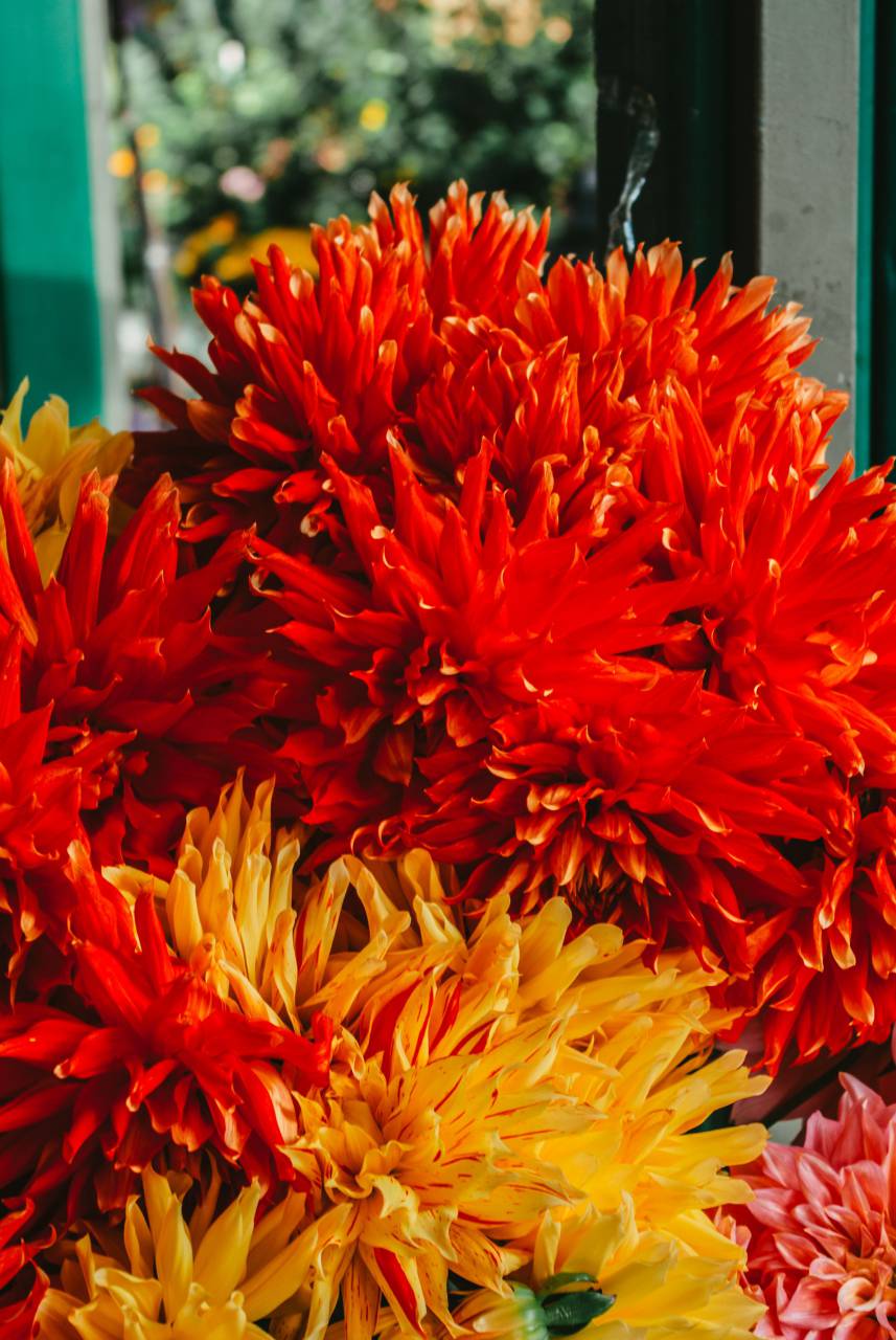 Crisantemo rojo, Ramo de flores, Arreglo floral, Flores en flor, Rojo vibrante, Belleza botánica, Ramo de flores, Elegancia floral, Flores escarlatas, Perfección de los pétalos, Exhibición floral roja, Ramo en flor, Regalo de la naturaleza, Composición floral, Frescura del jardín, Arreglo de crisantemo, Escarlata Pétalos, Belleza del ramo, Flores elegantes, Centro de mesa del ramo rojo, Detalles florales, Paleta de la naturaleza, Arreglo impresionante,