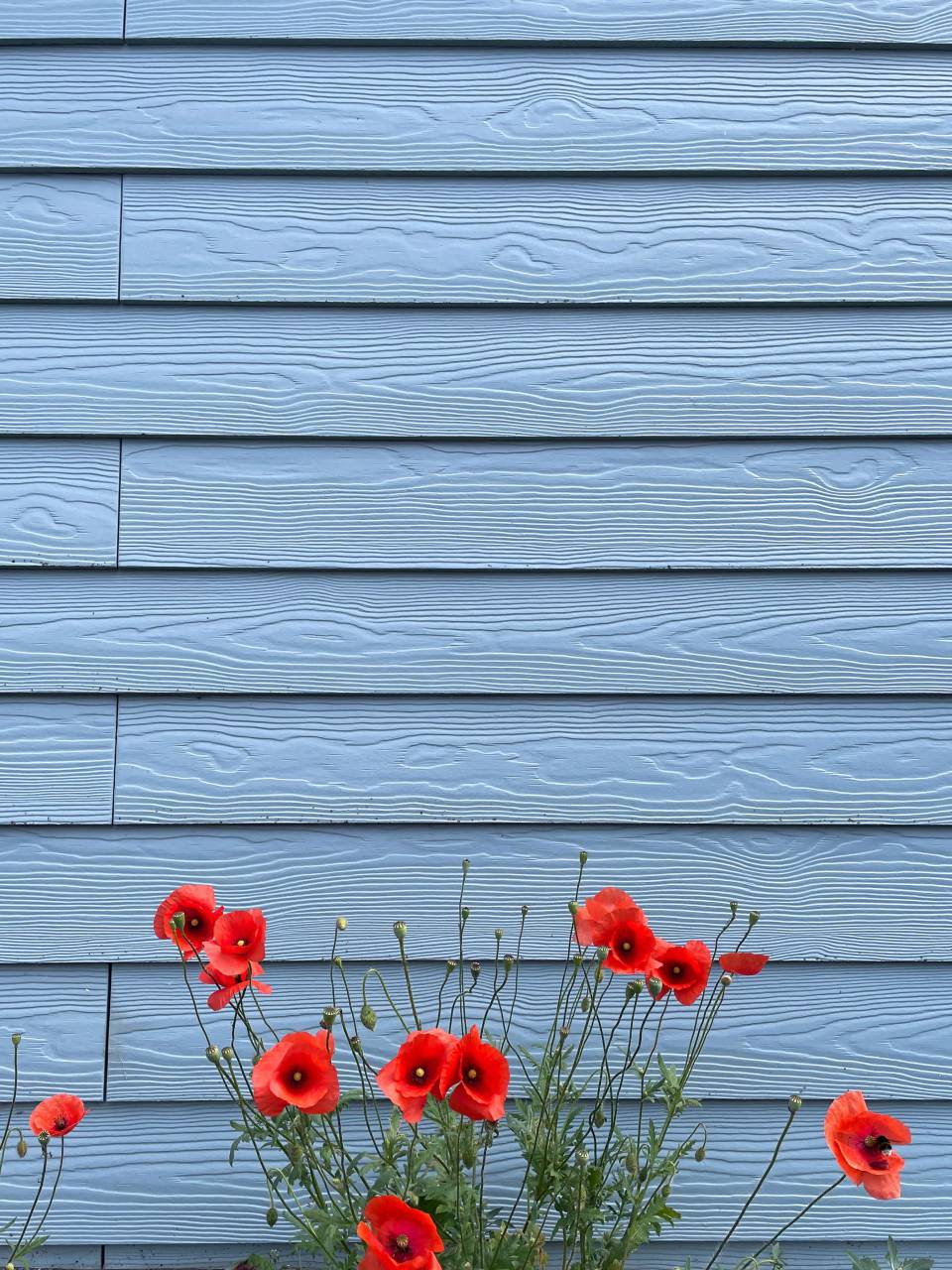Flores de amapola roja, Pared azul claro, Exhibición floral, Colores vibrantes, Belleza botánica, Flores florecientes, Decoración de pared, Jardín de verano, Contraste de color, Paleta de la naturaleza, Perfección de los pétalos, Flores frescas, Fondo botánico, Elegancia al aire libre, Estética del jardín, Arte de pared, Arreglo floral, Estallido de color, Composición floral, Belleza natural, Escena floreciente, Detalles del jardín, Amapolas en flor, Luz y brillo, Encanto caprichoso, Vibraciones de verano, Contraste floral, Armonía de la naturaleza, Belleza al aire libre, Flores contra el azul,