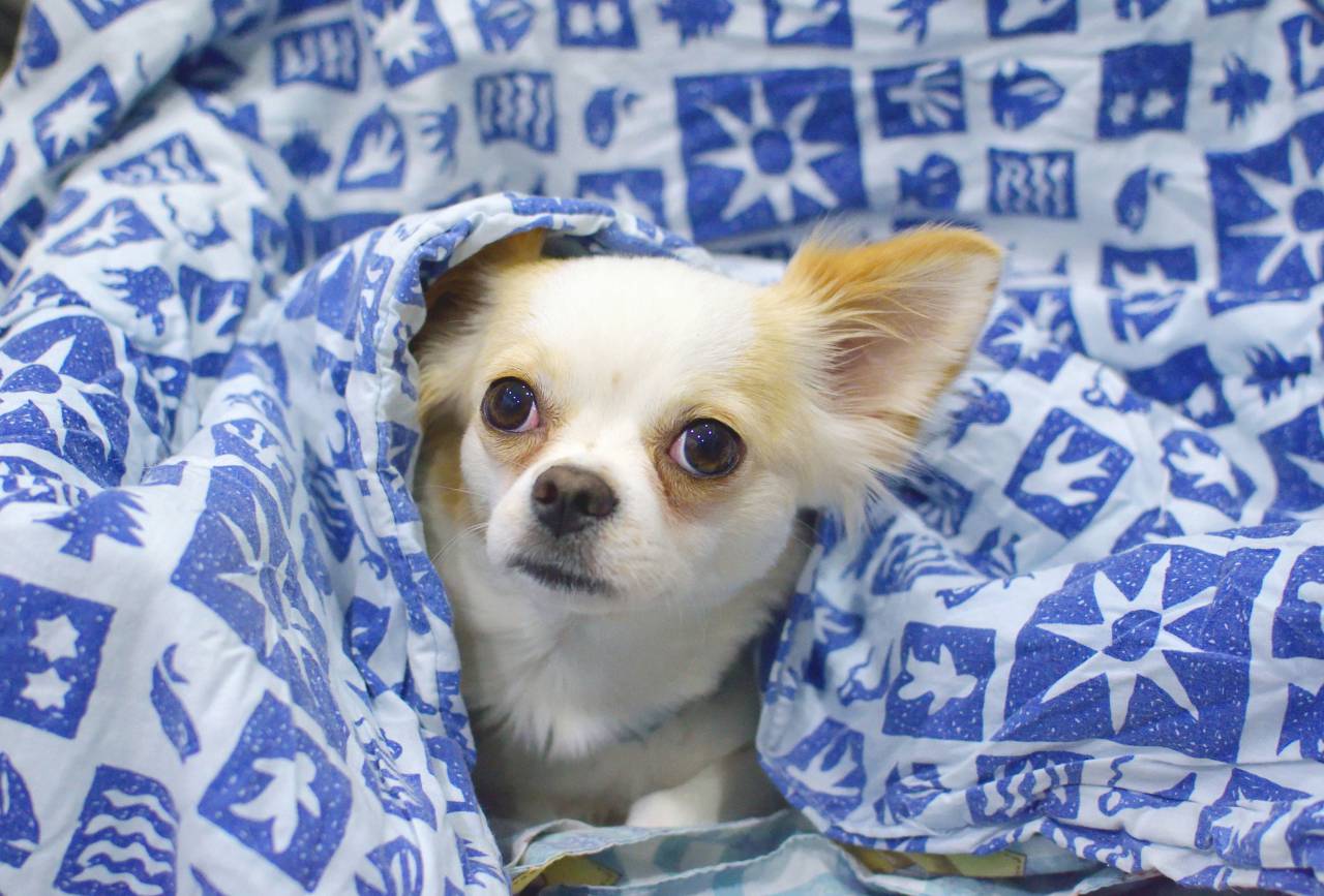 animals, dogs, domesticated, pets, eyes, muzzle, adorable, peek, graphic, blanket, chihuahua, bokeh
, 