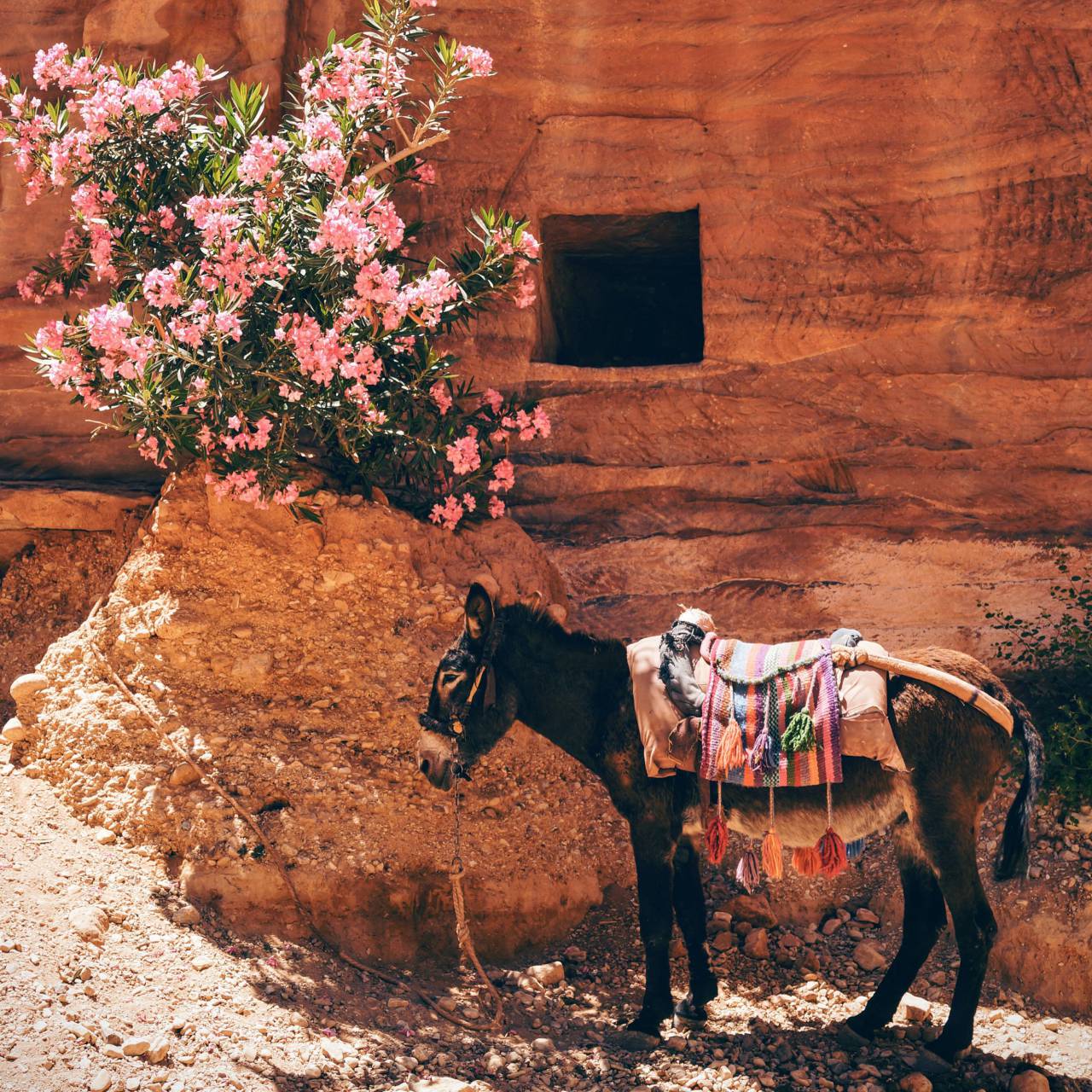 Burro, caballo, animal, mascota, paseo, flor, planta, fuera, rocas, desierto,