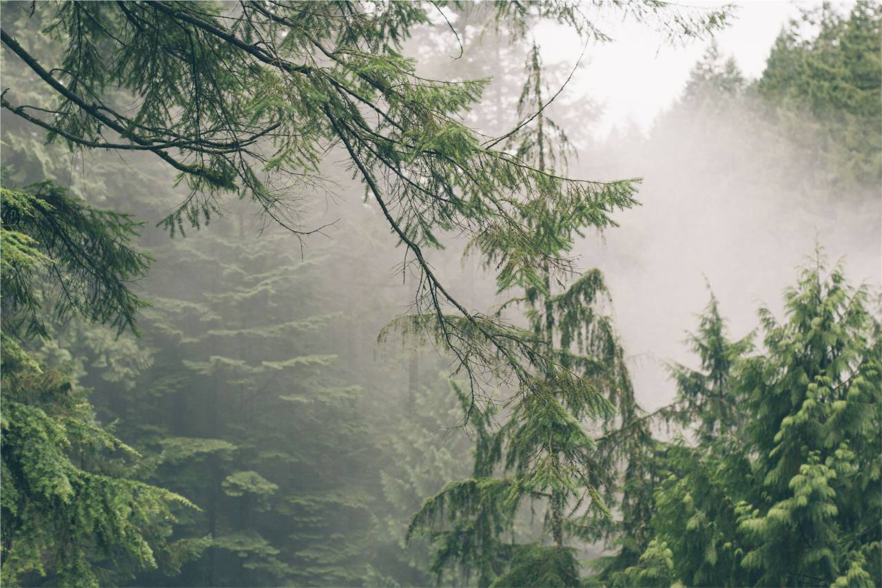 verde, árvores, nevoeiro, floresta, natureza,