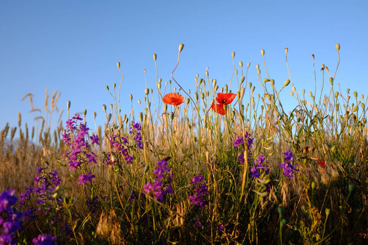 naturaleza, paisaje, verde, campo, flor, rojo, pétalo, violeta, otoño, otoño,