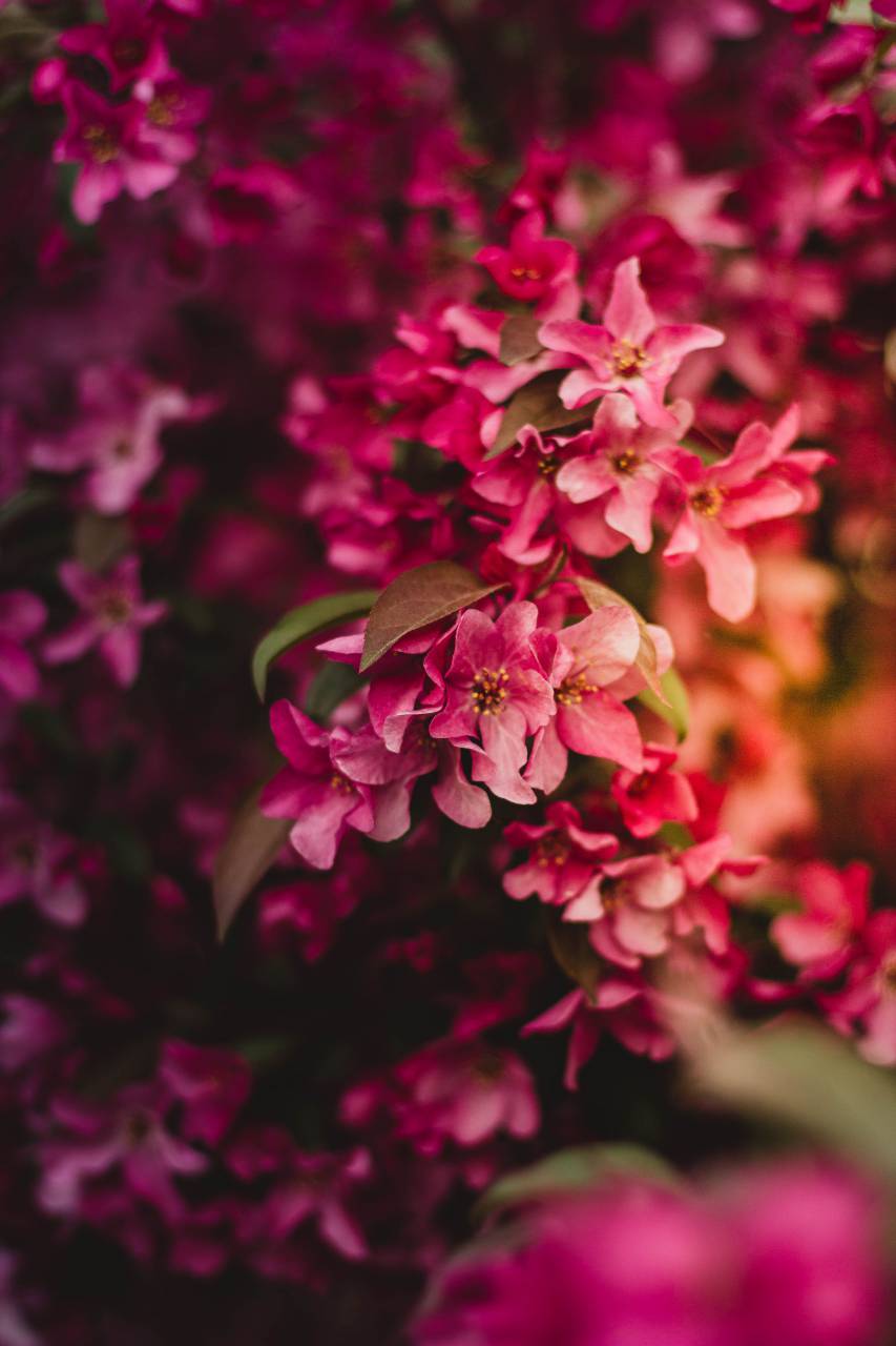 Rosa, flor, pétalo, hojas, planta, naturaleza, verde, difuminar,