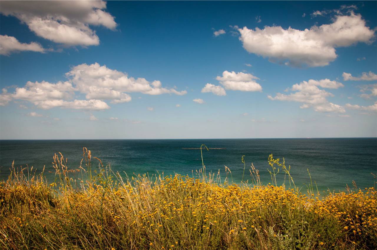 Plantas, agua, océano, mar, cielo, nubes, sol, verano,