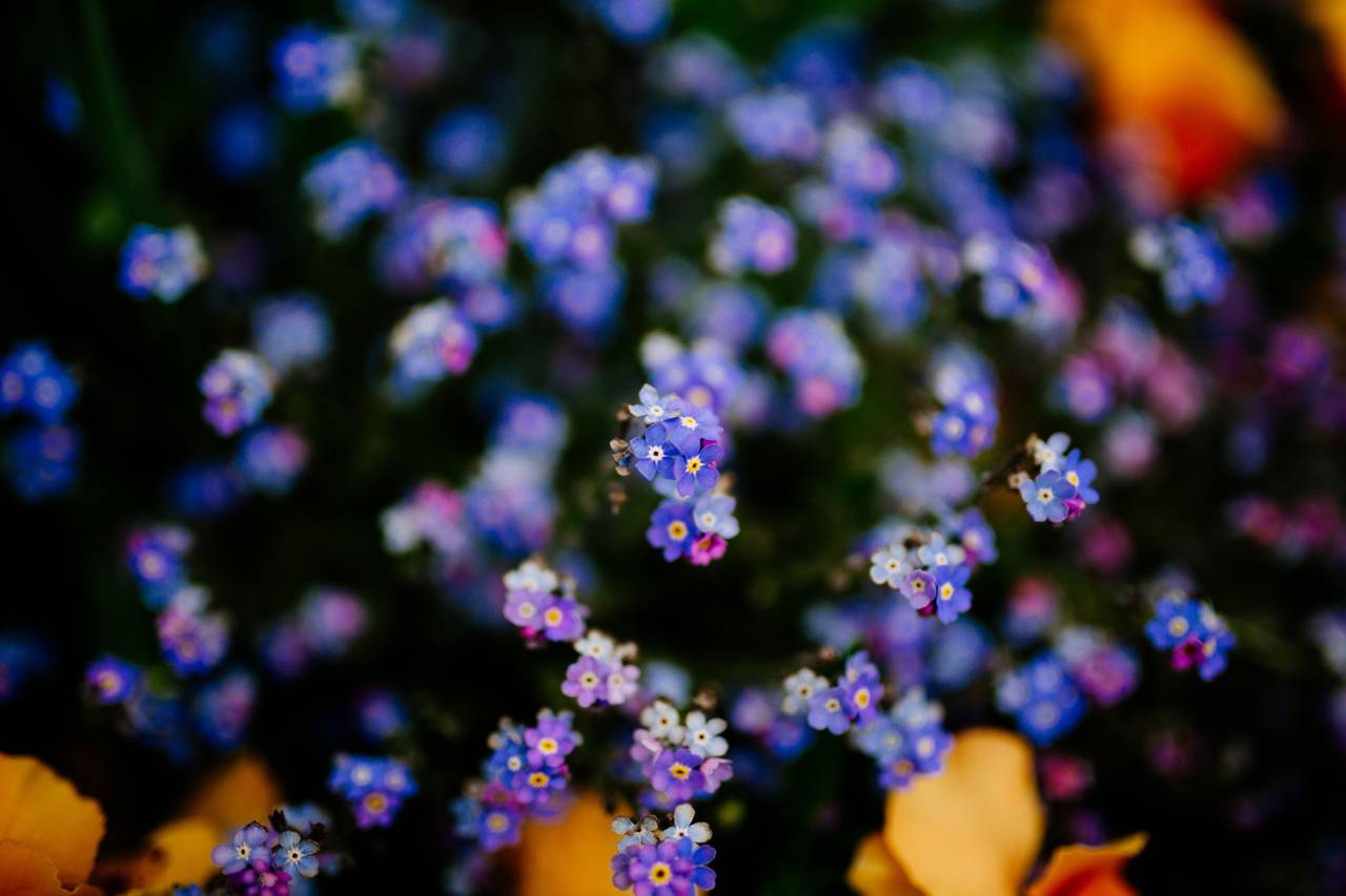 Púrpura, flor, flor, flor, exterior, naturaleza, jardín, campo, desenfoque