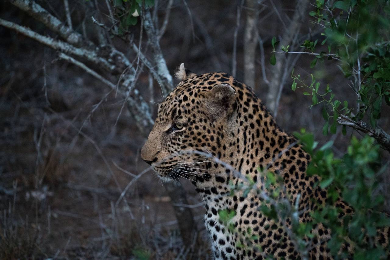 tiger, cat, animal, wildlife, woods, plants, grass, carnivore, panther, spots
, 
