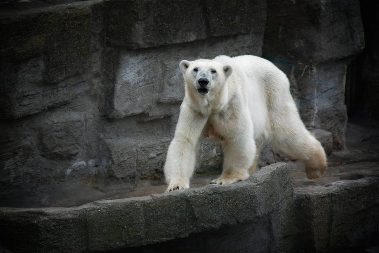 white, polar, bear, animal
, 