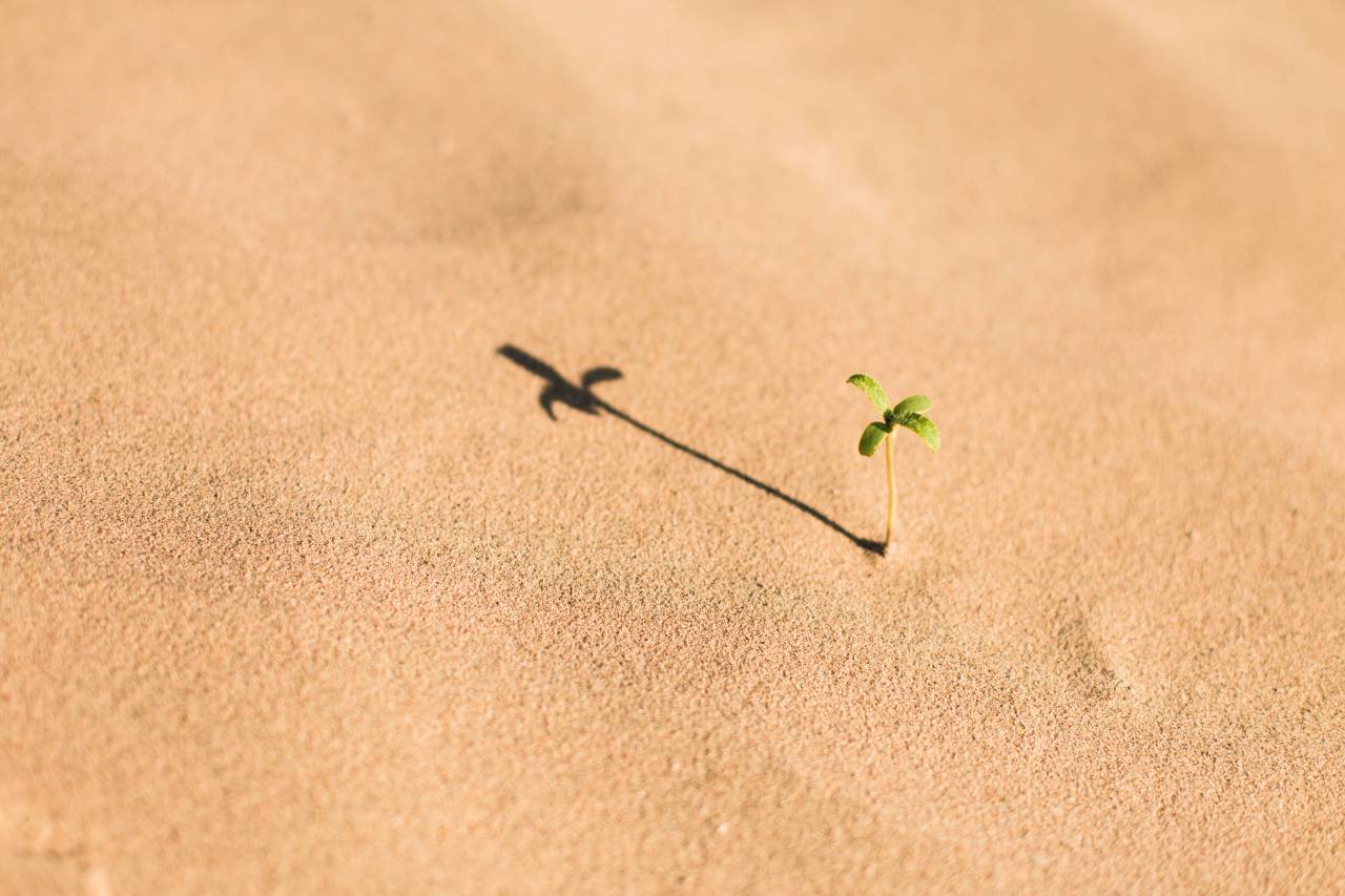 Blanco, arena, playa, desierto, planta, soleado, día, sombra,