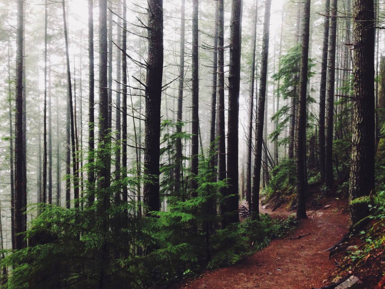 Bosques, árboles, bosque, sendero, camino, Trekking, caminata, niebla, naturaleza, al aire libre,