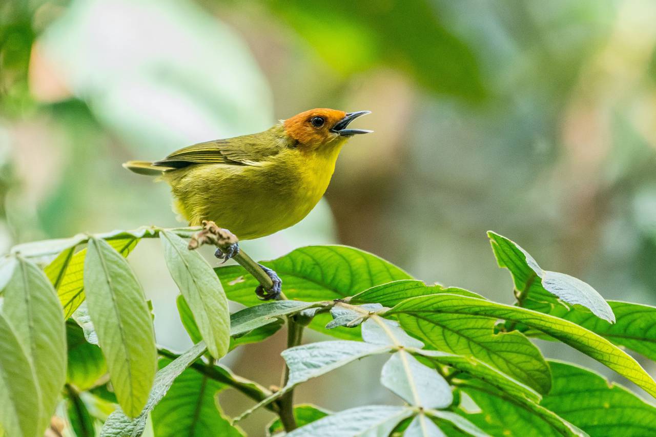 Bird, Goldfinches, Singing, Chirping, Nature, Wildlife, Avian, Melody, Songbirds, Birdsong, Chirpy, Musical, Harmonious, Nature Sounds, Ornithology, Birdwatching, Natural Soundscape, Bird Sounds, Birdsong Symphony, Vocalization, Bird Communication, Cheerful, Joyful, Serene, Springtime, Wild Birds, Outdoor, Birdsong Concert, Birdwatching Experience, Birdwatchers' Delight, Chirping Goldfinches, Nature's Choir, Birdsong Harmony, Harmonious Chirping, 