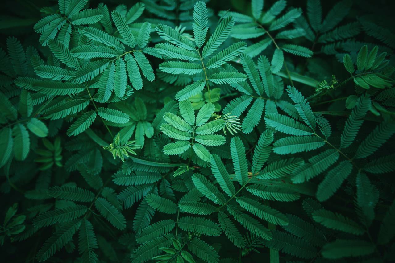 nature, texture, summer, green, plant, bright, foliage, leaf, background, decoration, garden, natural, fern, forest, palm, pattern, design, botanical, tropical, jungle, wallpaper, tree, flora, spring, branch, fresh, botany, floral, isolated, beautiful, colorful, exotic, leaves, abstract, organic, closeup, white, art, light, frame, monstera, color, macro, beauty, illustration, print, rainforest, growth, environment, season, 