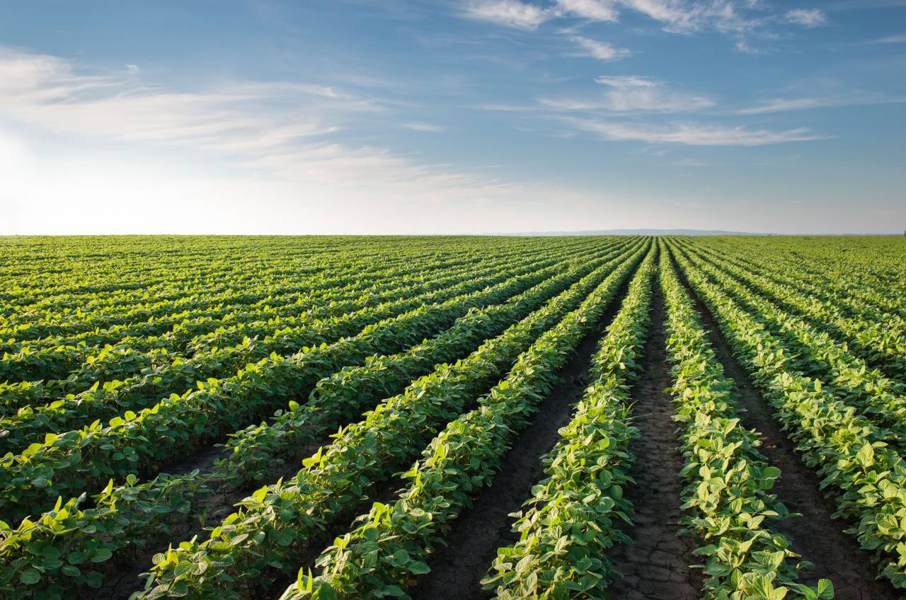 Soja, Campo, Cultivo, Frijol, En una fila, Agricultura, Planta, Verde, Hoja, Crecimiento, Planta de soja, Vegetales, Alimentos, Planta de cereales, Cultivado, Paisaje, Monocultivo, Verano, Cielo, Comida vegetariana, Luz solar, Alimentos y Bebida, Industria, Naturaleza, Temporada, Nadie, Horizontal, Al aire libre, Escena rural, Granos y productos de cereales, Nube, Orgánica,
