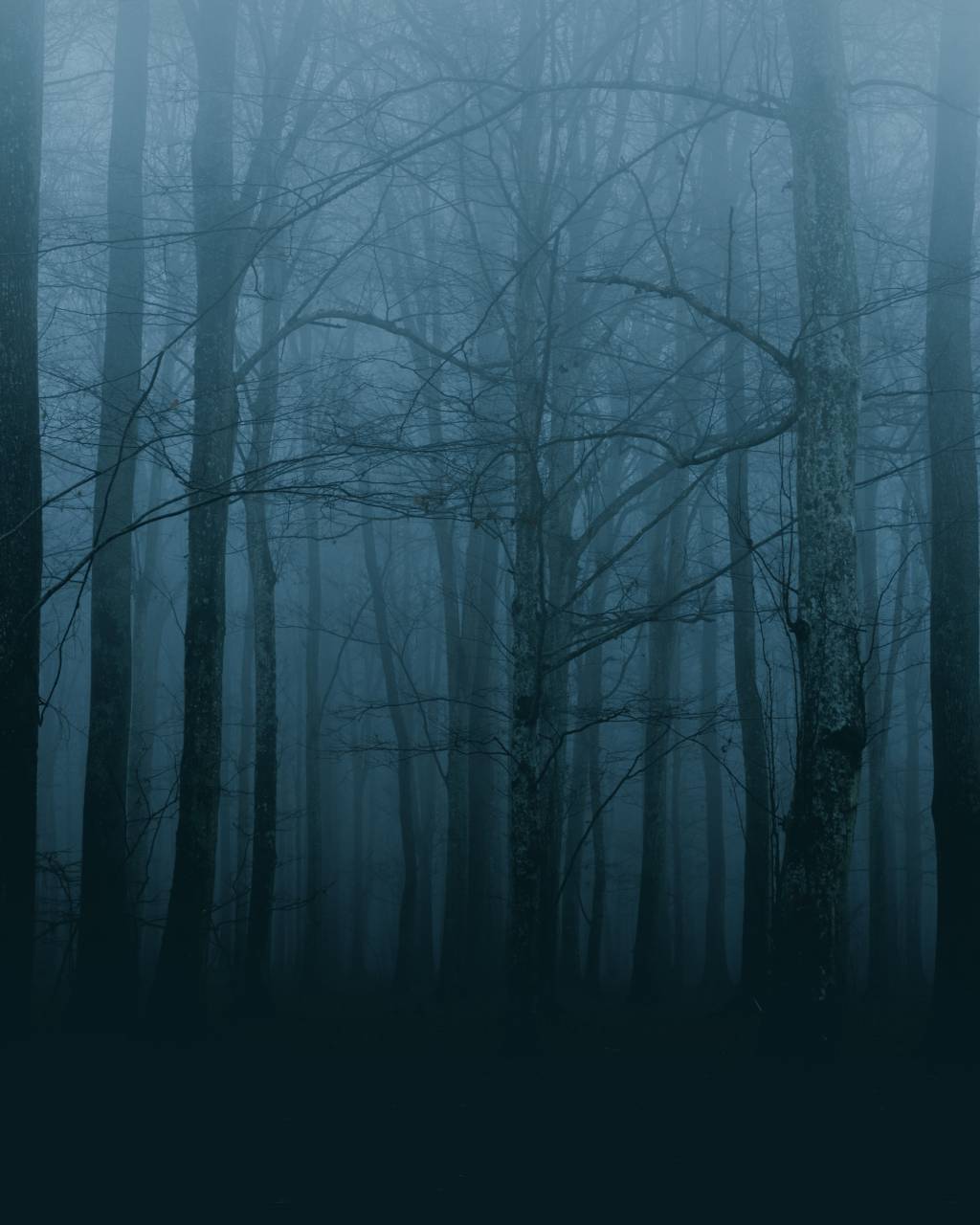 🥇 Imagen de Bosque tenebroso en invierno - 【FOTO GRATIS】 100029995