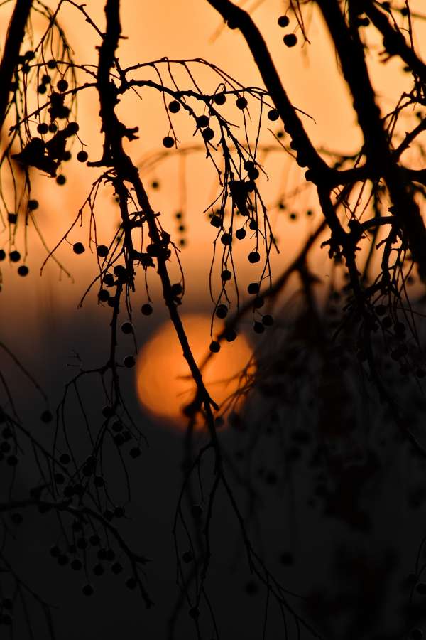 puesta de sol, naturaleza, paisaje, amanecer, hermosa, fondo, cielo, sol, árbol, viajar, bosque, verano, al aire libre, ligero, luz de sol, parque, montaña, árboles, nube, escénico, vacaciones, temporada, noche, naranja, ver, playa, Mañana, madera, agua, belleza, silueta, césped, amanecer, Nubes, paisaje, turismo, vistoso, natural, horizonte, mar, verde, niebla, Oceano, amarillo, escena, otoño, color, lago, brillo, isla

