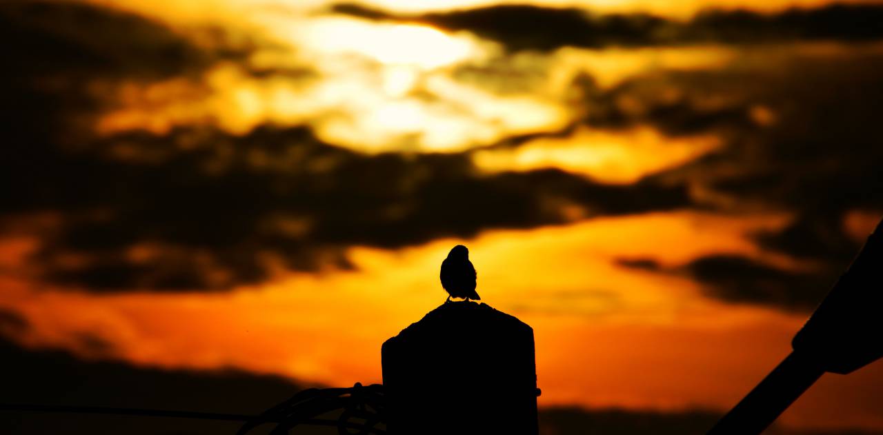 animal, bird, pet, outdoor, post, wire, clouds, orange, sky, space
, 