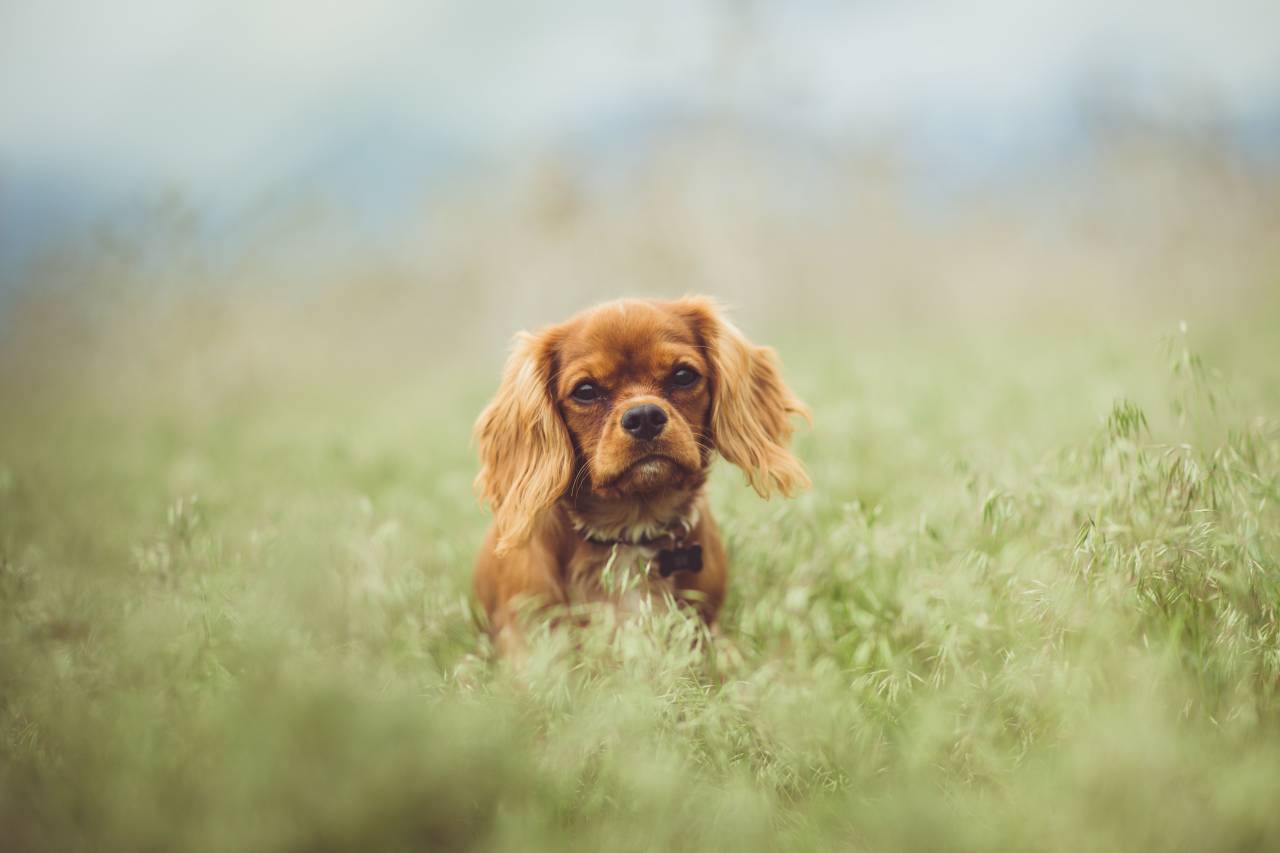 animals, dogs, domesticated, pets, eyes, muzzle, adorable, curious, miniature, sit, grass, outdoors, still, bokeh
, 
