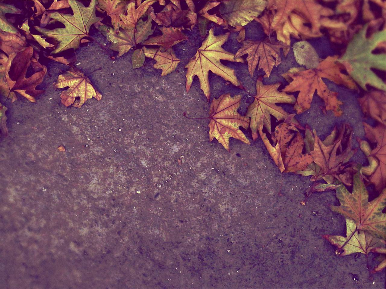 autumn, fall, leaves, nature, ground
, 