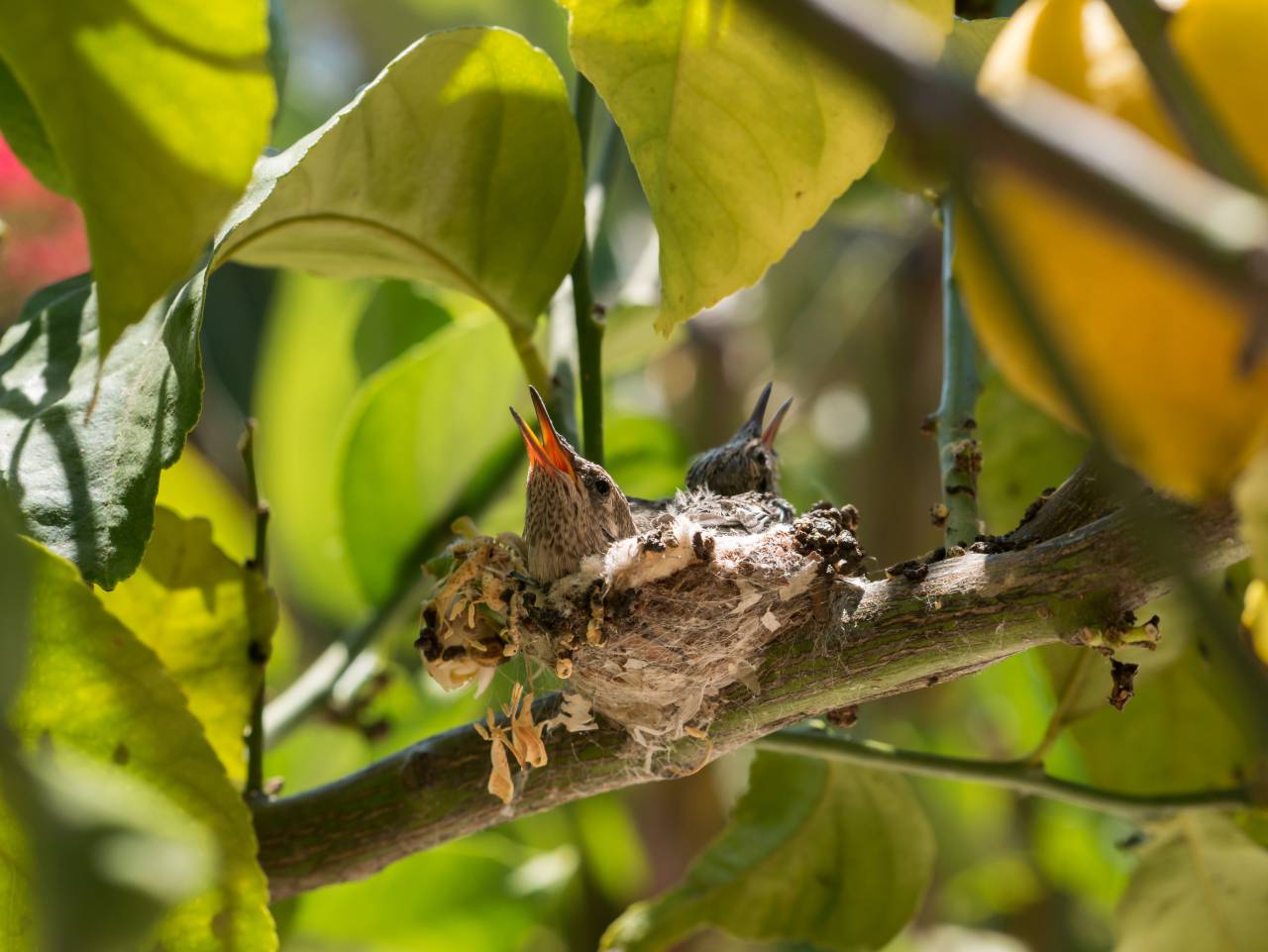 bebé, pájaro, árbol, verde, bokeh,