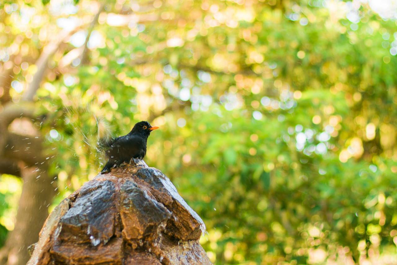 pájaro, animal, pluma, naturaleza, árboles, rocas, bokeh,