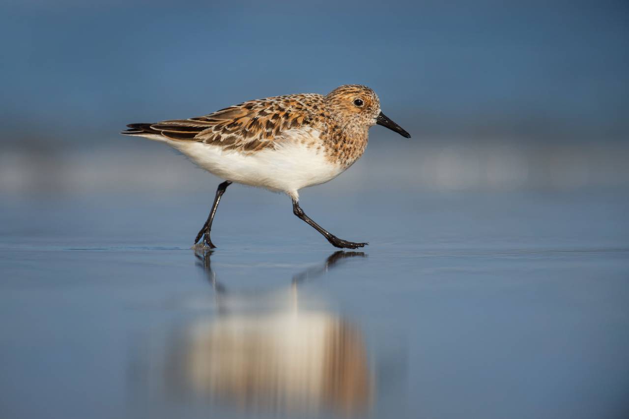 pájaro, animal, mascota, reflexión, naturaleza,