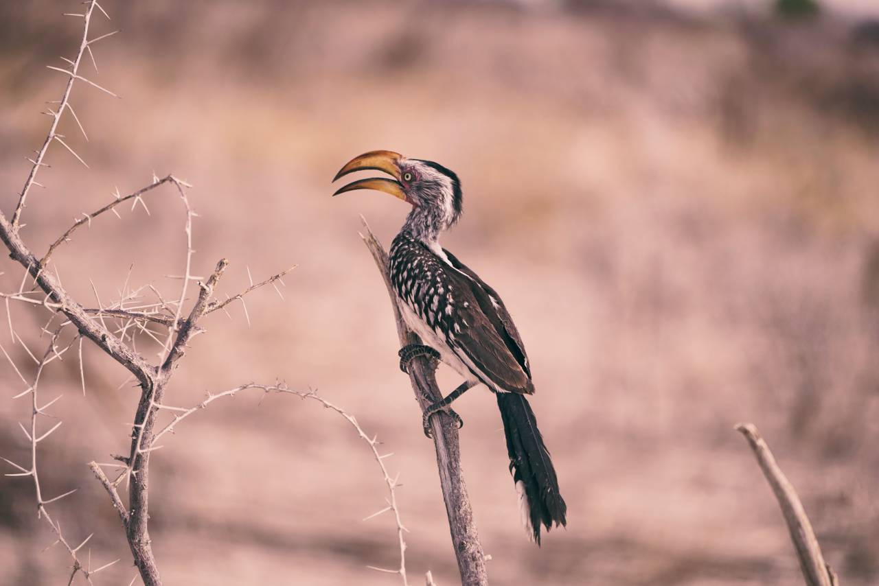 branch, bird, animal, outdoor, thorn
, 