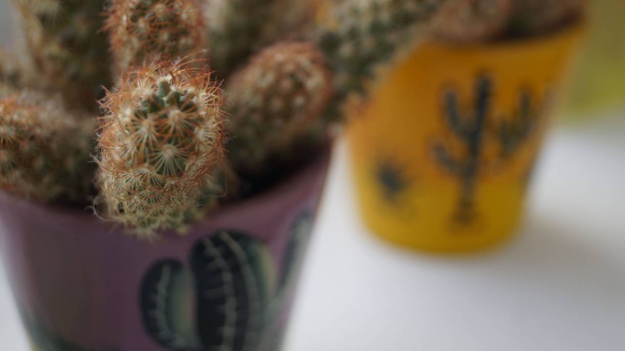 cactus, flora, méjico, púrpura, amarillo, espiga, maceta,