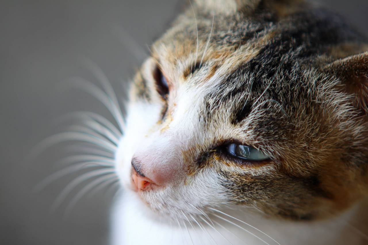cat, kitten, animal, pet, blur
, 