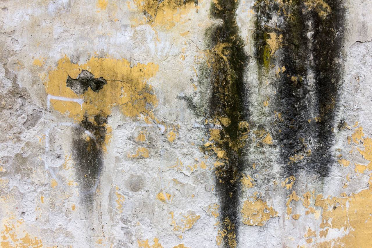 concrete, wall, texture, moss
, 