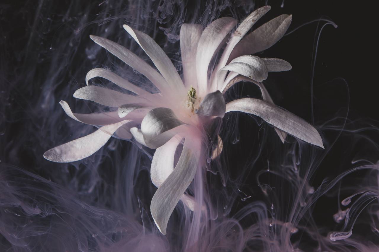 Creativo, abstracto, flor, oscuro, humo, anillos, pétalos, arte, flor, artístico, todavía, vida, planta, natural, patrón, flotante,
