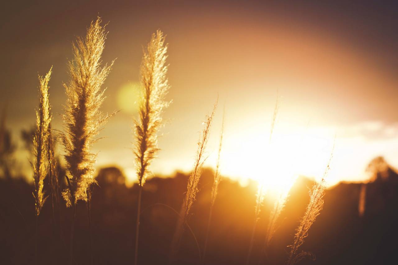 crops, field, sunset, sun, sunlight, plant, yellow
, 