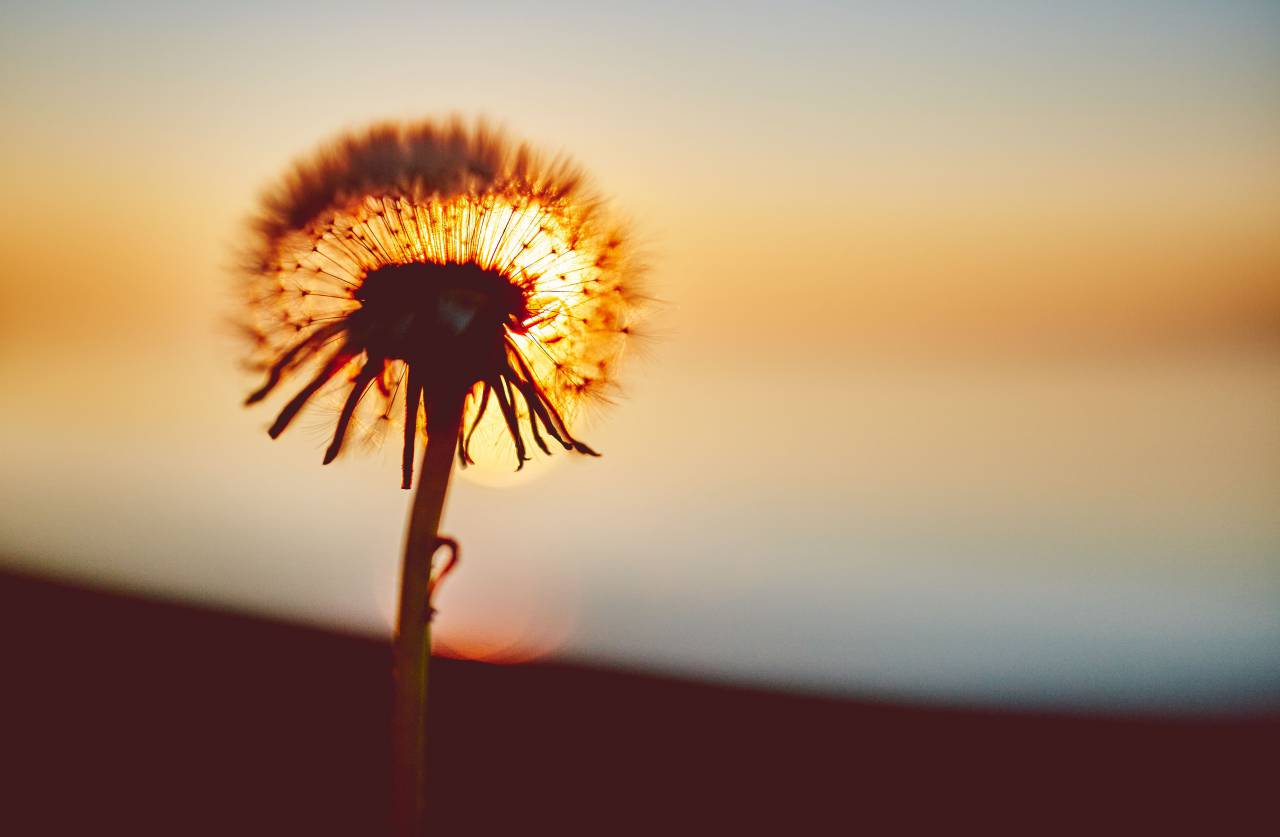 dandelion, flower, nature, sunset, dusk
, 